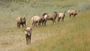 PICTURES/Jasper National Park - Alberta Canada/t_Mountain Sheep1.JPG